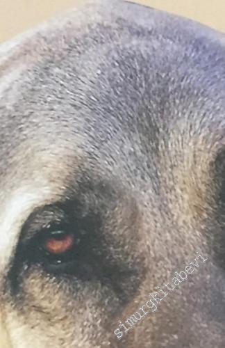 Kangal: Bozkırın Gözcüsü, Türk Çoban Köpeği