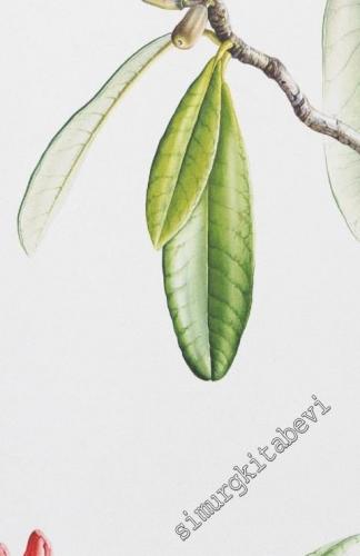 Z Tematik Mevsimlik Kültür Sanat Şehir Dergisi - Dosya: Bitki Ressamlı